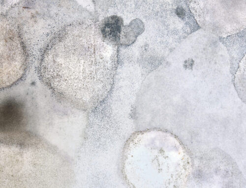 SC renters lack legal mold protection: What to do