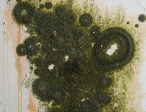 Decoding the Dangers of Indoor Mold in South Carolina: What Every Property Owner Needs to Know