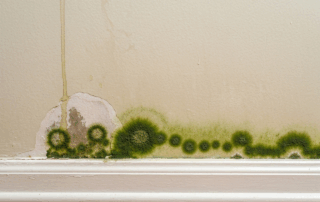 Mold Risks In South Carolina