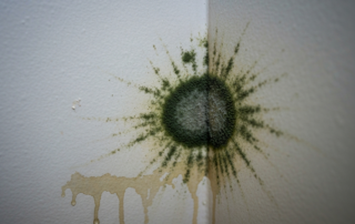 Mold Remediation in Charlotte